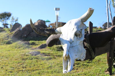 Close-up of animal skull on field