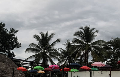 Low angle view of palm trees against sky