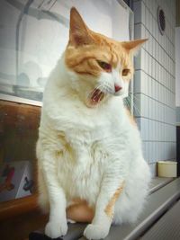 Close-up of cat sitting on window at home