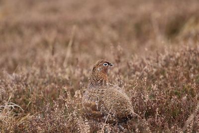 Red grouse in heather