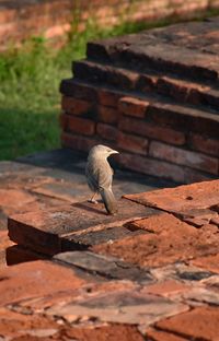 High angle view of bird on wood