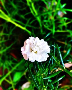 Close-up of flower blooming outdoors