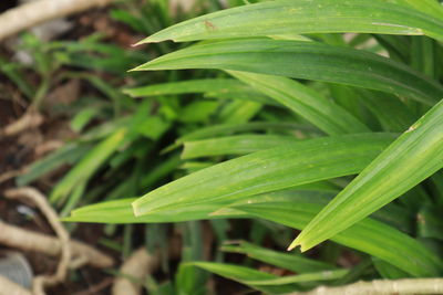 High angle view of plant growing on field