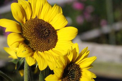 Close-up of sunflower blooming outdoors