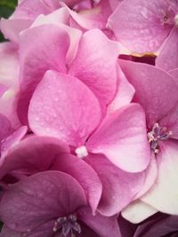 Close-up of pink rose flower