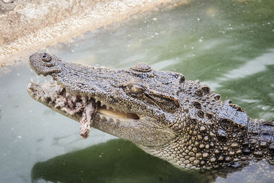 High angle view of crocodile in lake