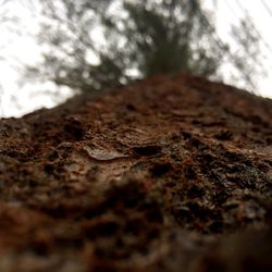 Close-up of tree in forest