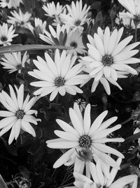 Close-up of white flowers blooming outdoors