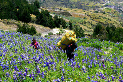 Rear view of people on purple flowering plants on field