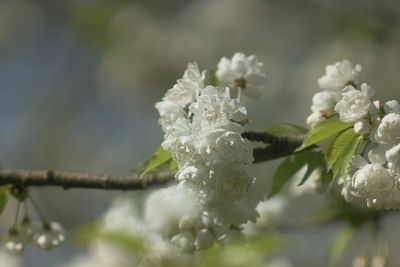 Close-up of white cherry blossom on tree