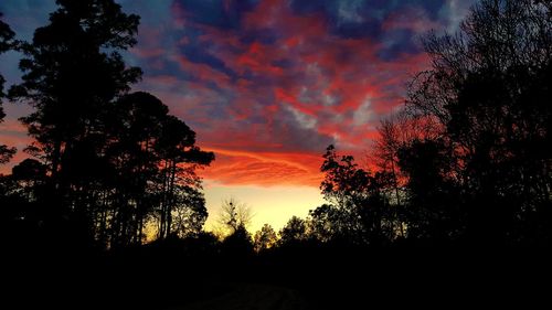 Silhouette of trees at sunset