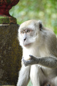 Monkey looking away while sitting by column
