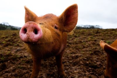 Close-up of pig on field