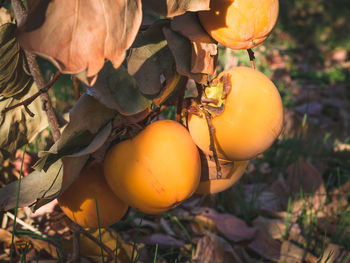 Close-up of fruits on tree