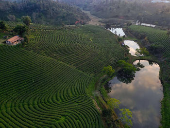 agriculture
