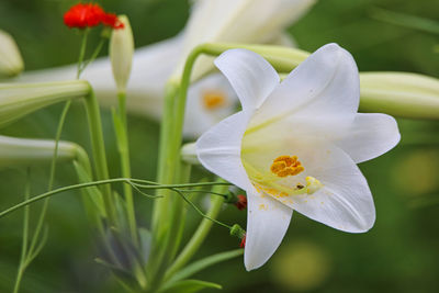 Close-up of white flowering plant