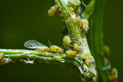 Close-up of insect on flower