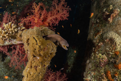 Fish swimming in sea