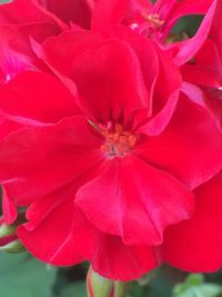 Close-up of pink flowers