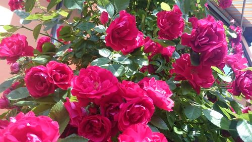 Close-up of pink flowers