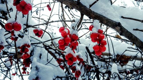 Low angle view of fruits on tree