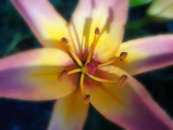 Close-up of yellow flower