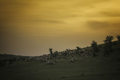 Trees on field against sky during sunset