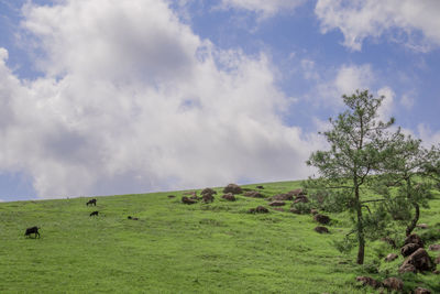 View of sheep grazing on field against sky