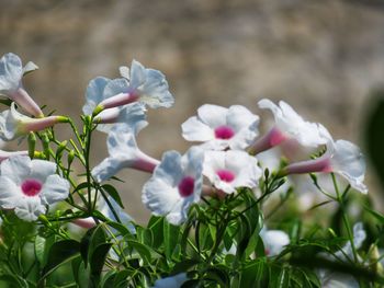 Close-up of white flowering plants