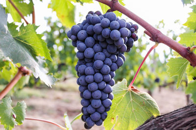 Close-up of grapes growing in vineyard