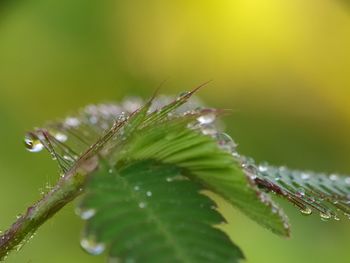 Close-up of insect on wet plant