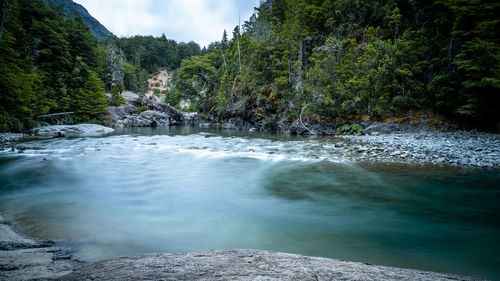 Scenic view of river amidst trees in forest