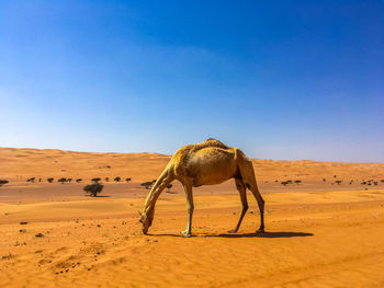 Camels standing on desert against clear blue sky