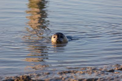 High angle view of duck swimming in lake