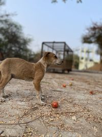 Side view of dog standing on field against sky