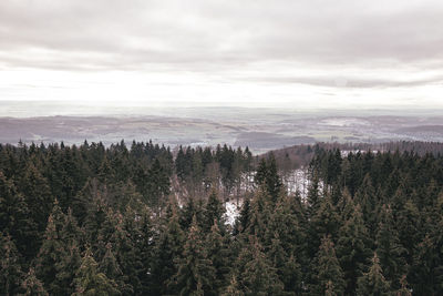 Scenic view of forest against sky