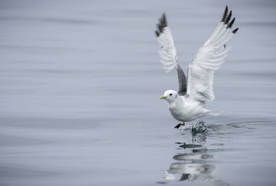 Seagull flying over a lake