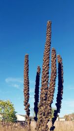 Low angle view of cactus against blue sky