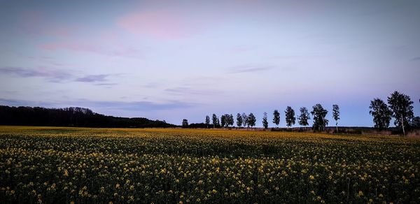 Scenic view of field against sky