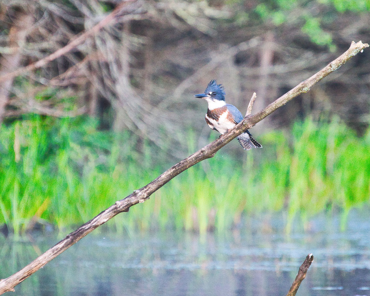 VIEW OF BIRD PERCHING ON BRANCH