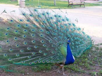 Peacock on dirt road