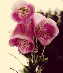 Close-up of pink flower