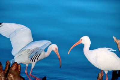 View of white ibis birds in lake