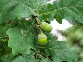 Close-up of fruits on tree