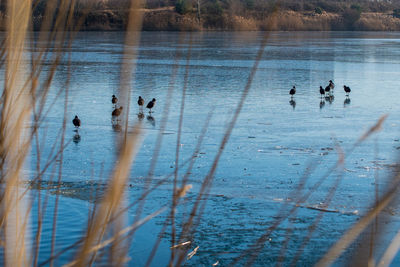 High angle view of ducks swimming in lake during winter
