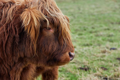 Portrait Cow