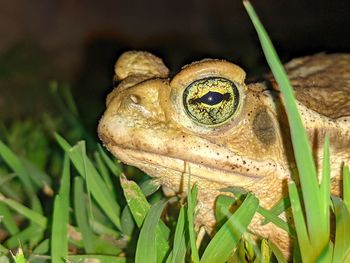 Close-up of frog on grass