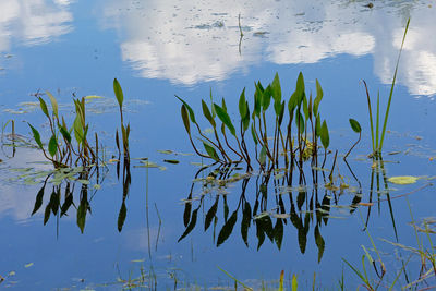 High angle view of water lilies floating on lake