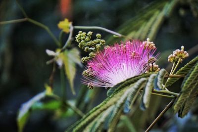 Close-up of pink flowers