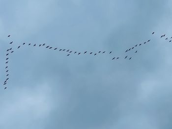 Low angle view of birds flying against sky